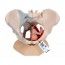 Female Pelvis Anatomical Model with Ligaments and Sagittal Midsection through Pelvic Floor Muscles (Four Parts) Female Pelvis Anatomical Model with Ligaments and Sagittal Midsection through Pelvic Floor Muscles (Four Parts)