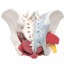Anatomical model of female pelvis with ligaments, veins, nerves, pelvic floor and organs (six parts)