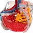 Anatomical model of female pelvis with ligaments, veins, nerves, pelvic floor and organs (six parts)