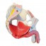 Anatomical model of the male pelvis with ligaments, vessels, nerves, pelvic floor and organs (Seven parts) Anatomical model of the male pelvis with ligaments, vessels, nerves, pelvic floor and organs (Seven parts)