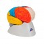 Detachable neuro-anatomical brain in eight pieces Detachable neuro-anatomical brain in eight pieces