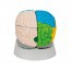 Detachable neuro-anatomical brain in eight pieces Detachable neuro-anatomical brain in eight pieces