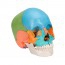 22-piece detachable skull model: Educational version 22-piece detachable skull model: Educational version
