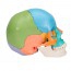 22-piece detachable skull model: Educational version 22-piece detachable skull model: Educational version