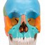 22-piece detachable skull model: Educational version 22-piece detachable skull model: Educational version