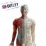 Anatomical model of male human body 85 cm - OUTLET