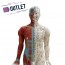 Anatomical model of male human body 85 cm - OUTLET Anatomical model of male human body 85 cm - OUTLET