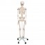 Stan anatomical classic skeleton: on five-legged stand with wheels Stan anatomical classic skeleton: on five-legged stand with wheels