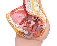Genital and Pelvis Genital and Pelvis
