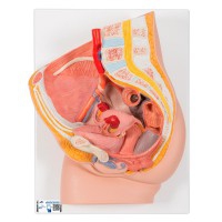 Anatomical model of female pelvis (Two pieces)