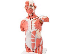 Musculature Musculature