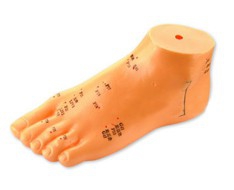 Acupuncture rubber models