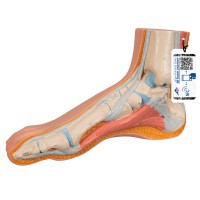 Realistic foot model (Ideal for anatomical study)