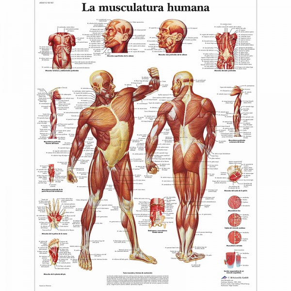 Anatomy sheet: Human musculature