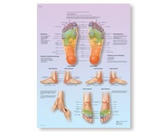 Prints of Reflexology Prints of Reflexology