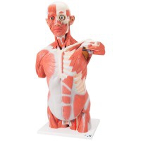 Detachable life-size muscle torso model (27 different parts)